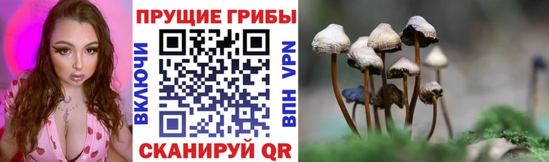 Галлюциногенные грибы MAGIC MUSHROOMS  купить наркоту  Сергач 